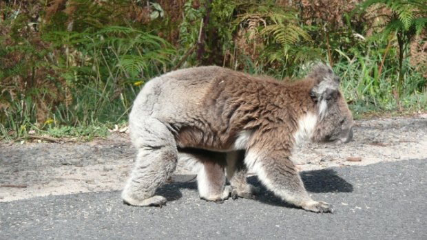 Loss of koala habitat increases their vulnerability to other threats, such as cars.