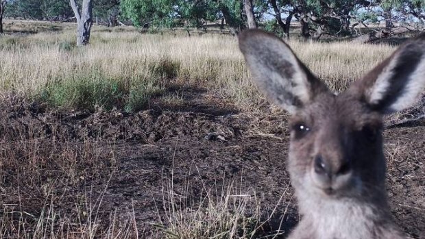 A kangaroo saying hello to one of Matt Wilson's camera traps.