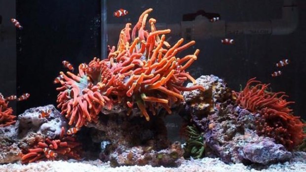 Coral is collected from the reef and the 'frags' are then attached to live rock to create a miniature marine biome.