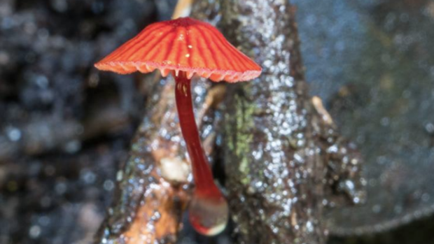 Do not eat: <i>Cruentomycena viscidocruenta</i>, a fungal species found in the Sydney region. 