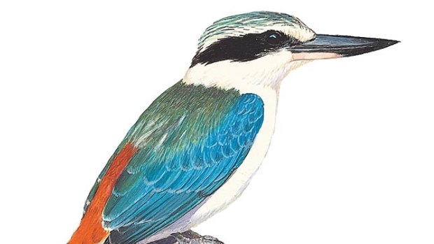 Red-backed kingfisher. 
