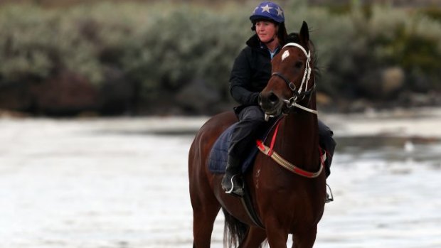 One of Darren Weir's horses training on the beach.