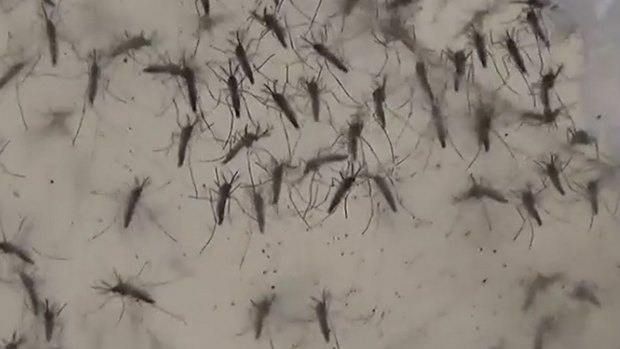 Aedes Aegypti mosquitoes which can carry the Zika virus