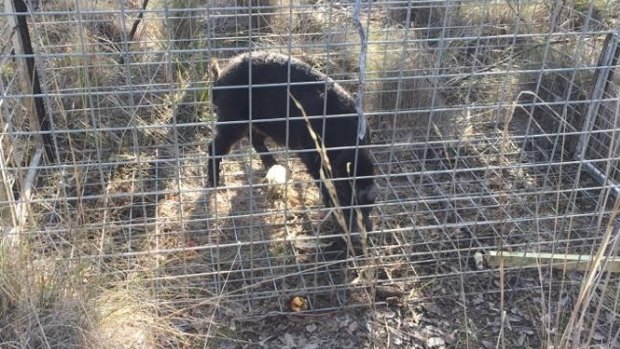 Queanbeyan City Council has captured and killed the wild pig.