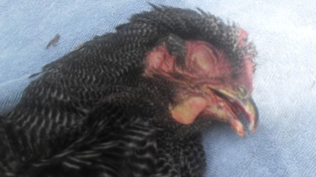 Poisoned poultry at Dakabin, one of the hens that died from cancerous lesions.