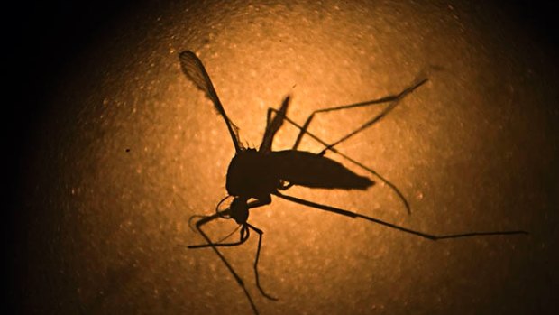 The spread of Zika virus has been primarily driven by mosquitos.