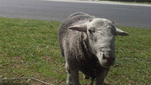 Shaun the Sheep is becoming a celebrity in Fyshwick.