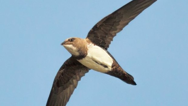 An Alpine swift can stay in the air for six months.
