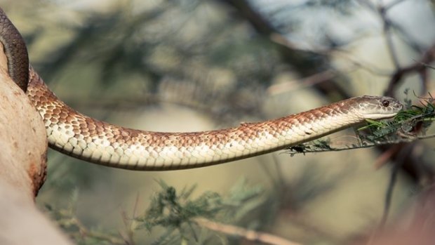 A possible tiger snake.
