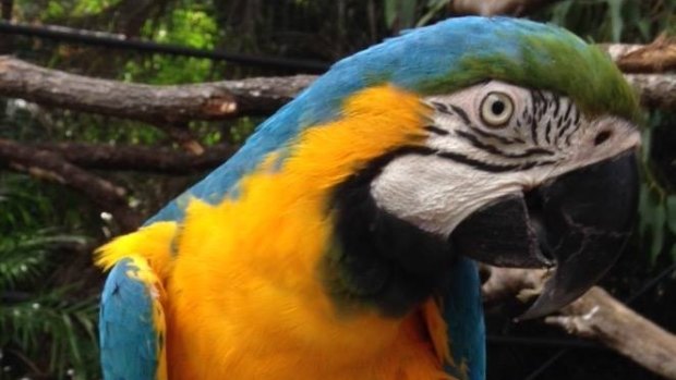 Rockhampton Zoo is mourning the passing of its blue and gold macaw Jeannie.