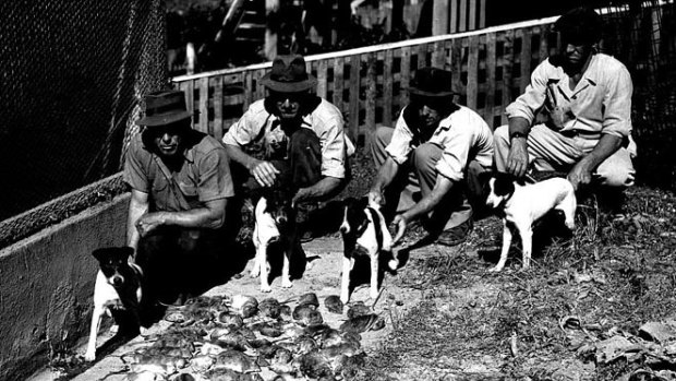Rat dogs at Ashgrove in 1949.