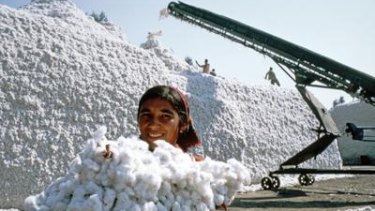 Cotton crop worker in Uzbekistan.
