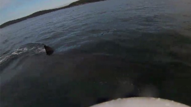 The fin seen from the helmet camera worn by Ian Watkins off Albany.