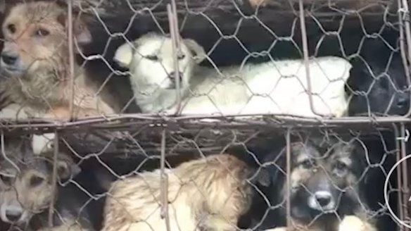 Some of the dogs on the truck that was intercepted by Chinese activists in Guangzhou.