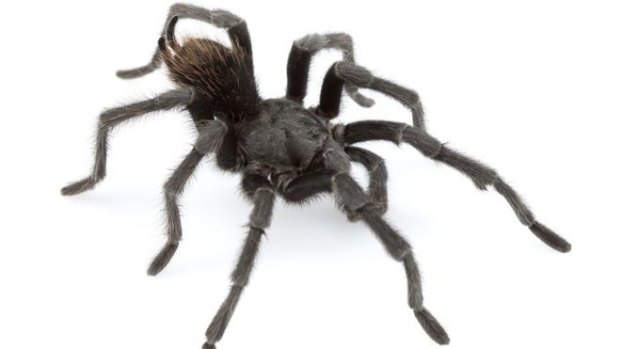 Teddy bear with eight legs: A newly discovered species of black tarantula that lives near Folsom Prison, California, has been named after Johnny Cash.  