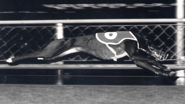 Greyhound racing began in NSW in 1927. It wasn't long before there were problems.