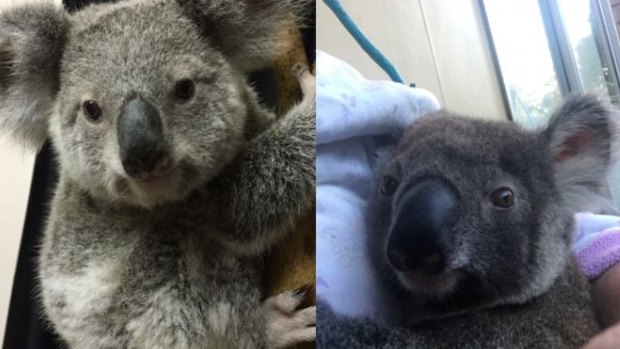 Three koala joeys were taken from an Ormiston house between Thursday night and Friday.