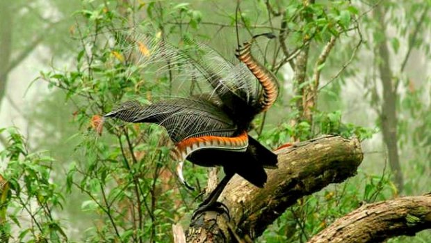 Not just a pretty tail: The lyrebird is a superb firefighter