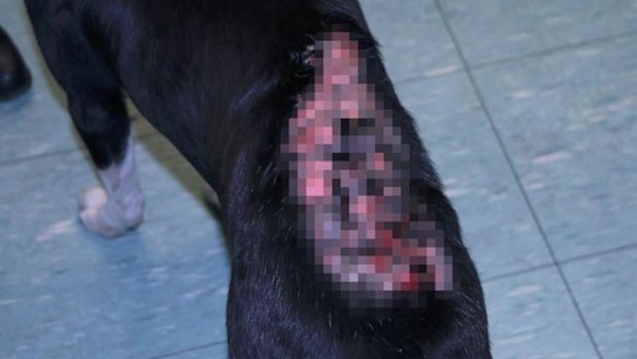 RSPCA experiences 'horror' two days for animal cruelty reports across WA