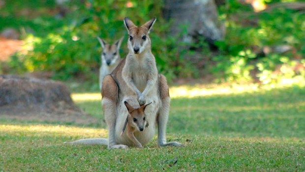 Scientists have confirmed they find agile wallabies cute. 