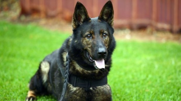 Police dog Slam tracked down a 10-year-old boy near a Welshpool building site on Friday night. The boy and a man have been charged with burglary.