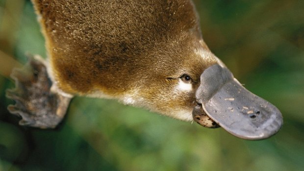 A hormone found in platypus venom could lead to new treatments for type 2 diabetes in humans. 