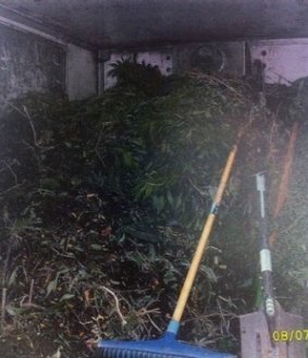 Police found almost 80 cannabis plants in the back of a truck.