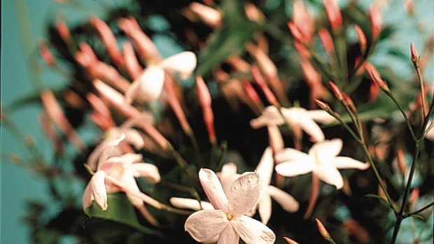 Sydney show-off: Jasminum polyanthum.