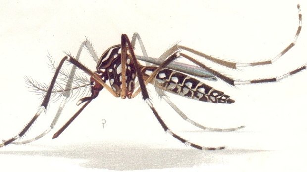 The yellow fever or dengue mosquito Aedes aegypti is responsible for transmitting the Zika virus.