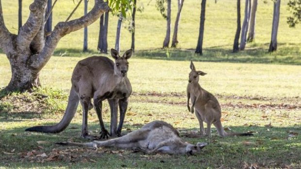 Hervey Bay photographer Evan Switzer captured a kangaroo mourning the loss of its mate in the wild.