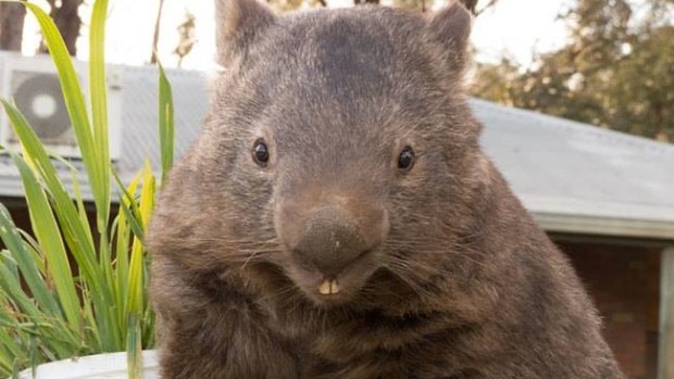 Quite the looker: Patrick the wombat 