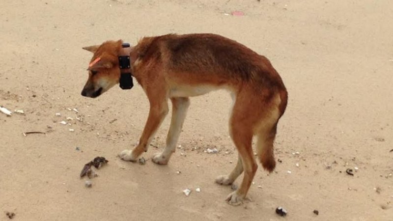 Dingo DNA study shows most of the Victorian dingoes are pure bred