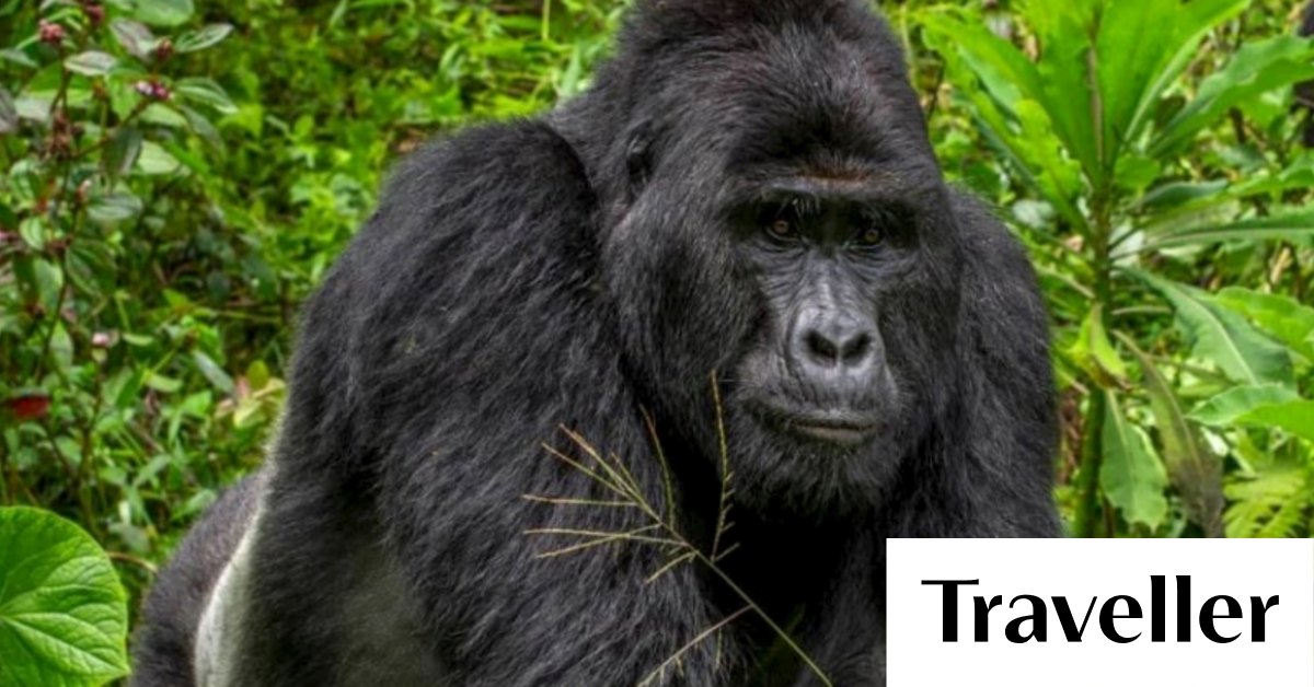Hunters face life sentences after killing famous gorilla in Bwindi