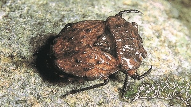 The Upper Murrumbidgee Waterwatch crew found this rare Toad bug.