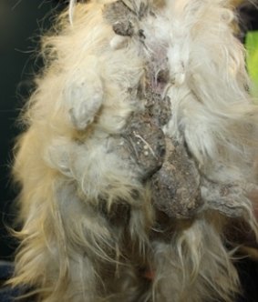 "Piper" was found severely underweight, with extremely matted hair and a ruptured ear drum, as pictured when first rescued.
