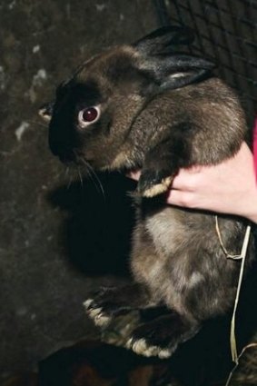 A rabbit being handled by a club-goer. 