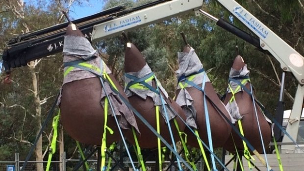 The seven pears of Pear - version number 2 are being moved from their prime location at the front of the National Gallery of Australia in Canberra to make room for a new "gravity-defying'' sculpture being unveiled soon. 
