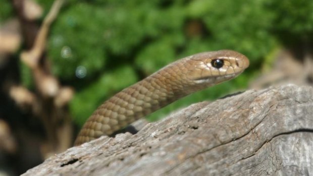 The cast were warned about brown snakes.