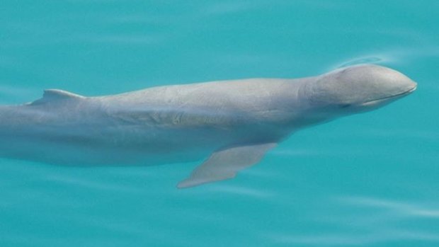 Cameron Birch recently started Australia's first snubfin dolphin tours in Broome.