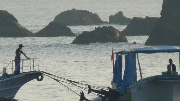 The controversial Taiji dolphin kill was the subject of the Academy Award-winning documentary <i>The Cove</i>. 