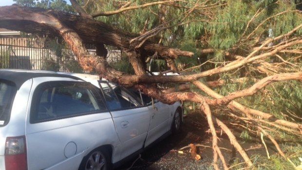 A car is crushed beneath a fallen tree during Melbourne's storms.