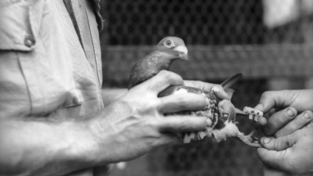 A carrier pigeon used in the Second World War.