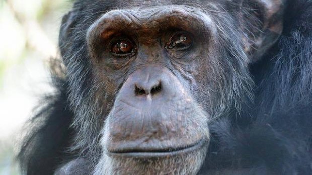 44-year-old Cassius has been at the Rockhampton Zoo since its chimpanzee program began in 1986.