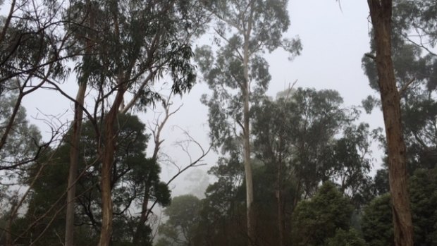 The fog was like smoke in parts of the Dandenong Ranges on Saturday.
