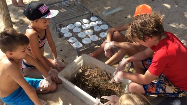 Youngsters help with coral rehabilitation.