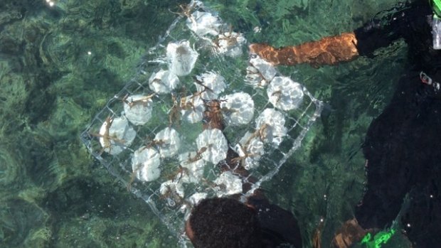 Coral rehabilitation on Castaway Island.