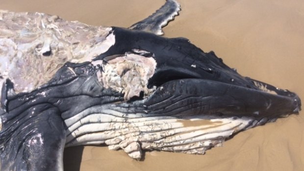 A baby whale carcass that washed up on South Ballina beach will be buried inland   so it doesn't attract sharks.