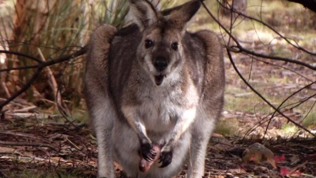 A fertility drug that would stop kangaroos breeding for up to five years would cost less than $15 per animal.