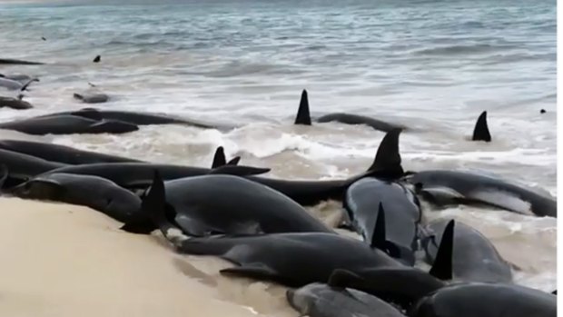 150 pilot whales beached at Hamelin Bay in WA.