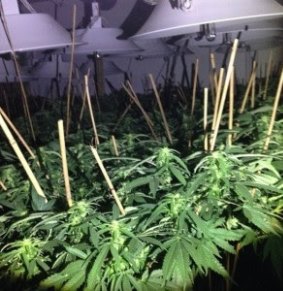 Police uncovered rooms full of cannabis plants in a raid at a Geebung warehouse